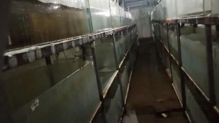 魚缸里有銹跡斑斑：魚缸褐藻過多如何根除，魚缸水質(zhì)改善的有效方法