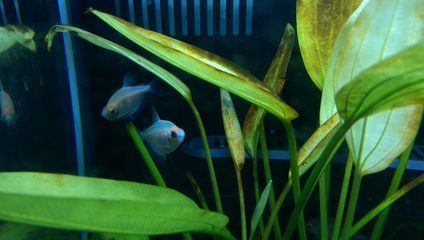 魚缸里有銹跡斑斑：魚缸褐藻過多如何根除，魚缸水質(zhì)改善的有效方法