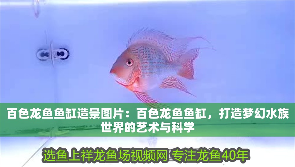百色龍魚魚缸造景圖片：百色龍魚魚缸，打造夢幻水族世界的藝術(shù)與科學(xué)