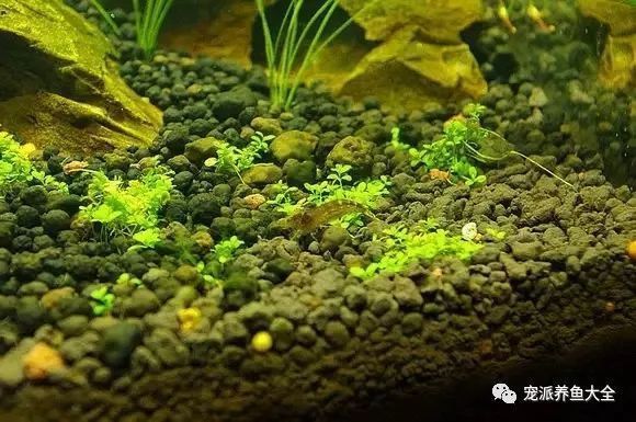 魚缸長時間使用后，蓋子上可能會形成水垢，影響美觀：清除魚缸蓋子水垢的方法