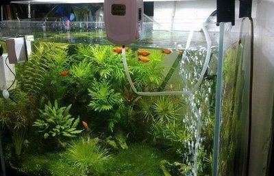魚缸過濾棉多久換一次：魚缸過濾棉更換周期，魚缸過濾棉清洗技巧