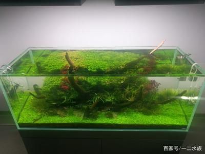 魚缸造景師的職業發展路徑水族造景師的職業發展路徑：水族造景師的職業發展路徑