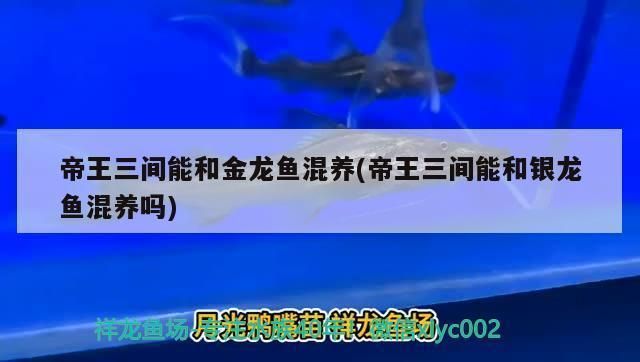 金龍魚和帝王三間混養好嗎，金龍魚和帝王三間可以一起混養嗎？