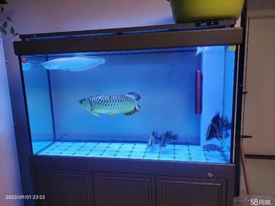 龍魚要多大魚缸比較好養：養龍魚需要多大魚缸建議養龍魚需要多大魚缸的建議