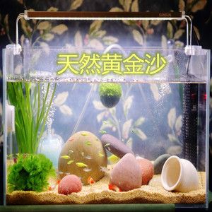狗頭魚魚缸背景顏色的選擇：狗頭魚的飼養技巧 狗頭魚魚缸背景顏色的選擇：狗頭魚的飼養技巧 魚缸百科 第1張