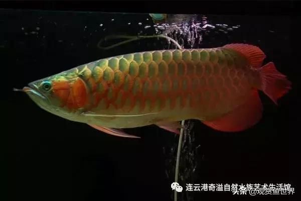 紅龍魚水族箱可以繁殖嗎？：如何判斷紅龍魚在水族箱中能否繁殖