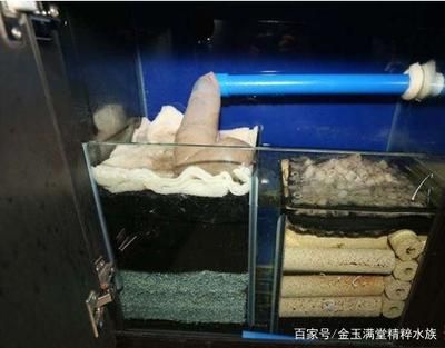 魚缸過濾器魚缸清潔誤區在清潔過程中應注意以下幾點：后過濾魚缸如何正確使用 魚缸過濾器魚缸清潔誤區在清潔過程中應注意以下幾點：后過濾魚缸如何正確使用 魚缸百科 第2張
