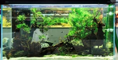 魚缸過濾器魚缸清潔誤區在清潔過程中應注意以下幾點:后過濾魚缸如何正確使用 魚缸百科 第3張 魚缸過濾器魚缸清潔誤區在清潔過程中應注意以下幾點:后過濾魚缸如何正確使用 魚缸過濾器魚缸清潔誤區在清潔過程中應注意以下幾點:后過濾魚缸如何正確使用 魚缸百科 第3張