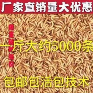 40cm龍魚一天吃多少斤飼料正常（龍魚一天吃多少飼料足夠，）