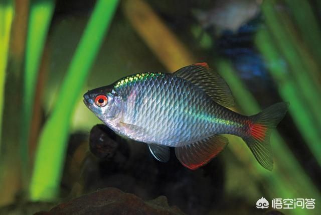 黑魚可以養在魚缸里的，但需要注意水質和飼料、飼料、病害防治：黑魚可以養在魚缸里嗎？ 黑魚可以養在魚缸里的，但需要注意水質和飼料、飼料、病害防治：黑魚可以養在魚缸里嗎？ 魚缸百科 第3張