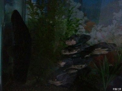 黑魚可以養在魚缸里的，但需要注意水質和飼料、飼料、病害防治：黑魚可以養在魚缸里嗎？ 黑魚可以養在魚缸里的，但需要注意水質和飼料、飼料、病害防治：黑魚可以養在魚缸里嗎？ 魚缸百科 第2張