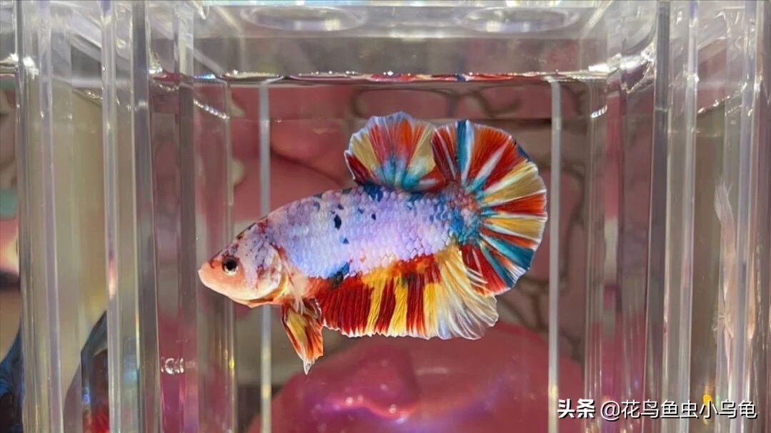 黑魚可以養在魚缸里的，但需要注意水質和飼料、飼料、病害防治：黑魚可以養在魚缸里嗎？ 黑魚可以養在魚缸里的，但需要注意水質和飼料、飼料、病害防治：黑魚可以養在魚缸里嗎？ 魚缸百科 第1張