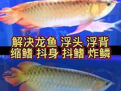 龍魚浮頭怎么回事：龍魚浮頭可能由多種因素引起，