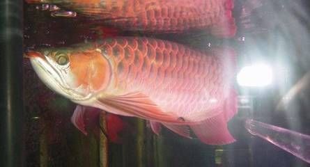 龍魚浮頭怎么回事：龍魚浮頭可能由多種因素引起，