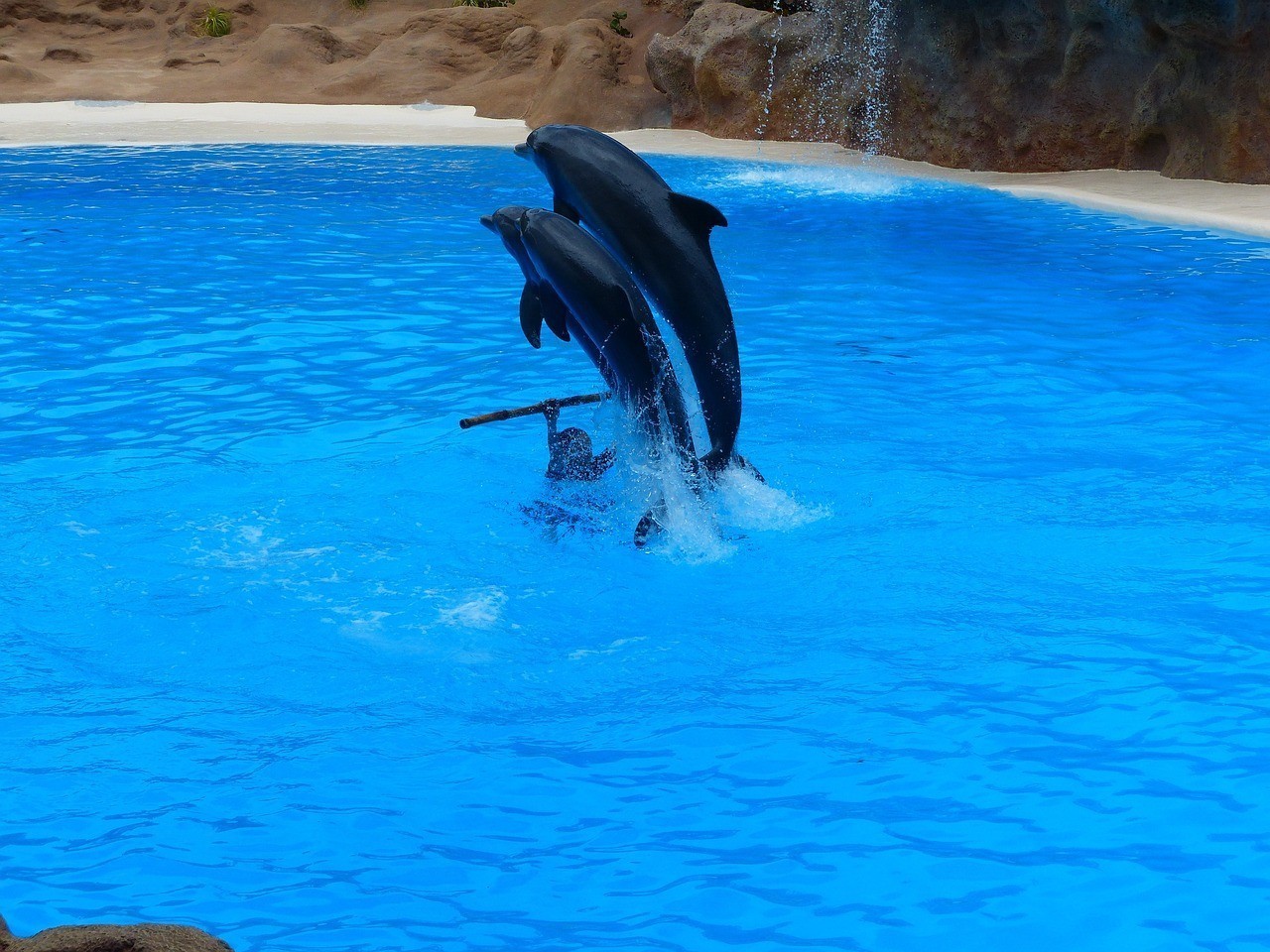 城陽區最受歡迎的水族館——城陽天天鑫水族館