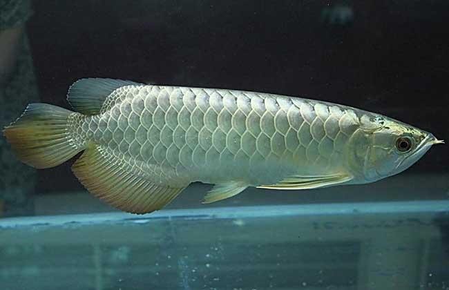 銀龍魚嘴巴撞爛了怎么辦圖片大全視頻