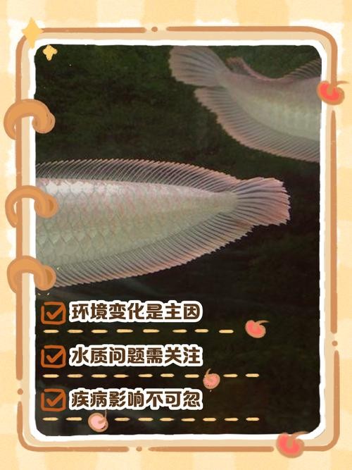 銀龍魚嘴巴撞爛了怎么辦圖片大全視頻