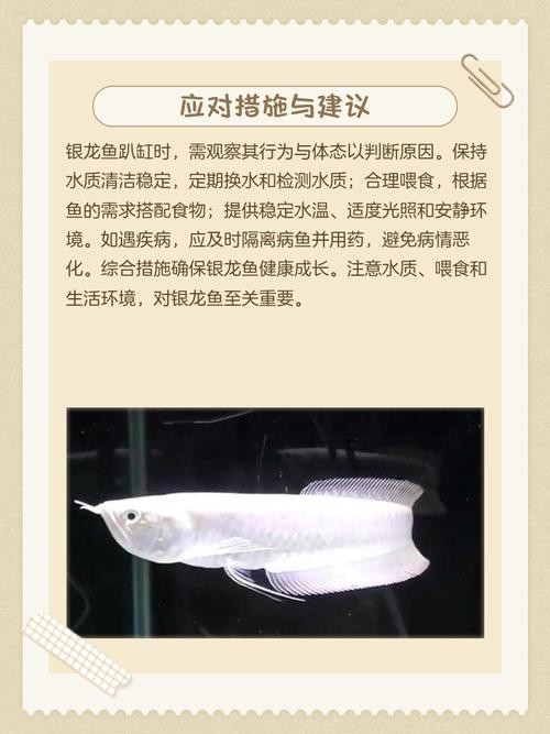 銀龍魚嘴巴撞爛了怎么辦圖片大全視頻