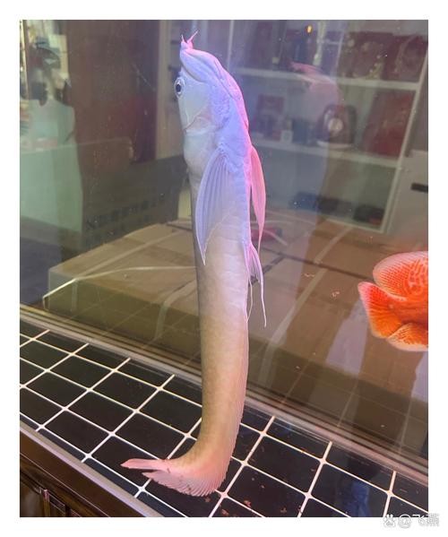 銀龍魚嘴巴撞爛了怎么辦圖片大全視頻