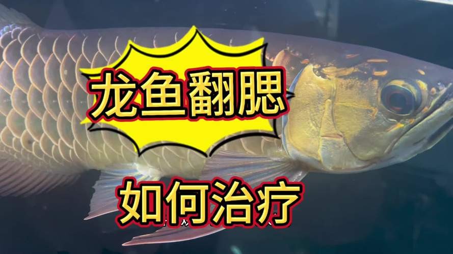 銀龍魚嘴巴撞爛了怎么辦圖片大全視頻