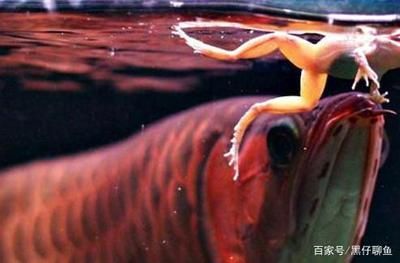 龍魚吃完就吐出來：為什么龍魚吃完就吐出來？