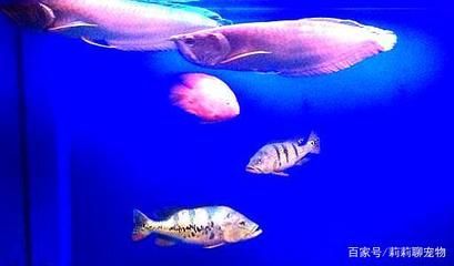 龍魚在哪里生活最好：關于龍魚最佳生活環境的詳細信息