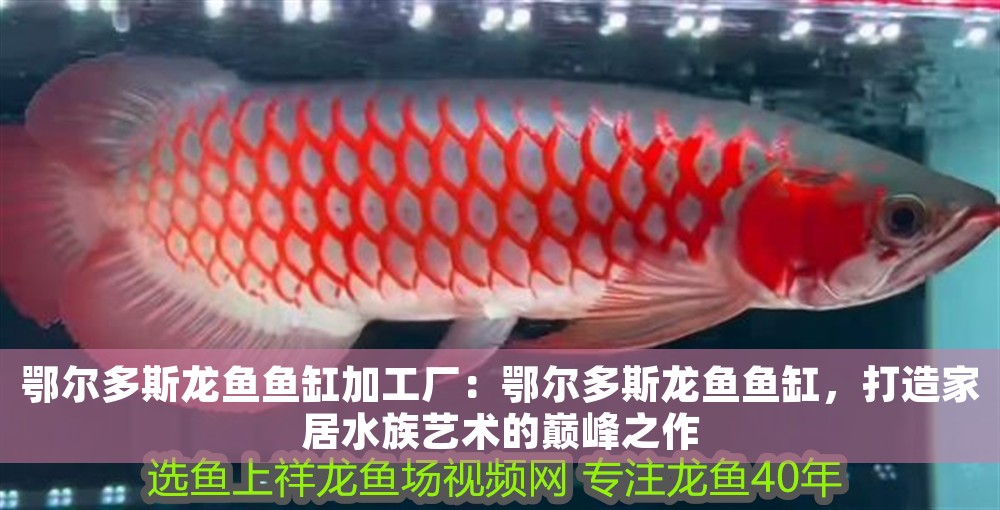 鄂爾多斯龍魚魚缸加工廠：鄂爾多斯龍魚魚缸，打造家居水族藝術(shù)的巔峰之作