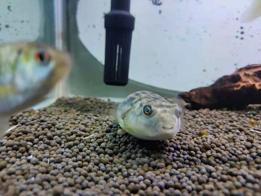 魚缸漂浮絮狀物：如何有效清理魚缸中的漂浮絮狀物