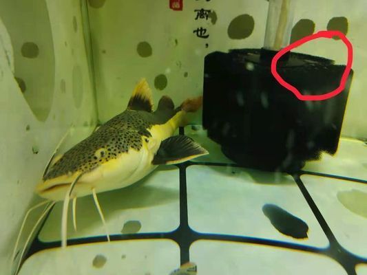魚缸漂浮絮狀物：如何有效清理魚缸中的漂浮絮狀物