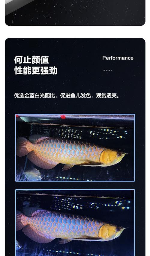 金龍魚應該用什么顏色的燈