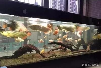 龍魚用什么缸養(yǎng)比較好:龍魚飼養(yǎng)缸如何選擇合適的魚缸 龍魚百科 第5張 龍魚用什么缸養(yǎng)比較好:龍魚飼養(yǎng)缸如何選擇合適的魚缸 龍魚用什么缸養(yǎng)比較好:龍魚飼養(yǎng)缸如何選擇合適的魚缸 龍魚百科 第5張