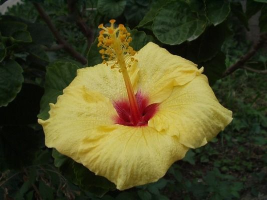 呼和浩特紅龍魚（呼和浩特市觀賞魚市場價格）