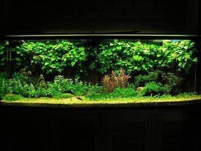 形容魚缸美景的成語：如何養護魚缸生態，魚缸布置靈感來源，魚缸內植物選擇指南