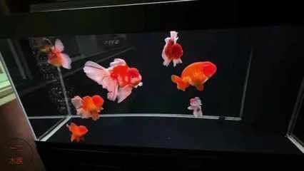 形容魚缸美景的成語：如何養護魚缸生態，魚缸布置靈感來源，魚缸內植物選擇指南