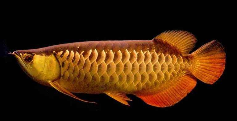 高背金龍魚價格