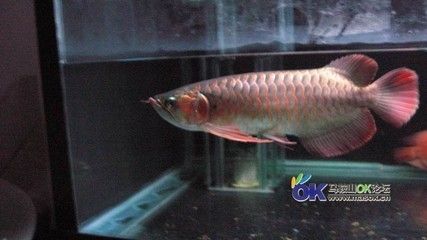 老孫龍魚視頻背景音樂叫什么背景音樂叫什么：老孫龍魚背景音樂叫什么 老孫龍魚視頻背景音樂叫什么背景音樂叫什么：老孫龍魚背景音樂叫什么 龍魚百科 第2張