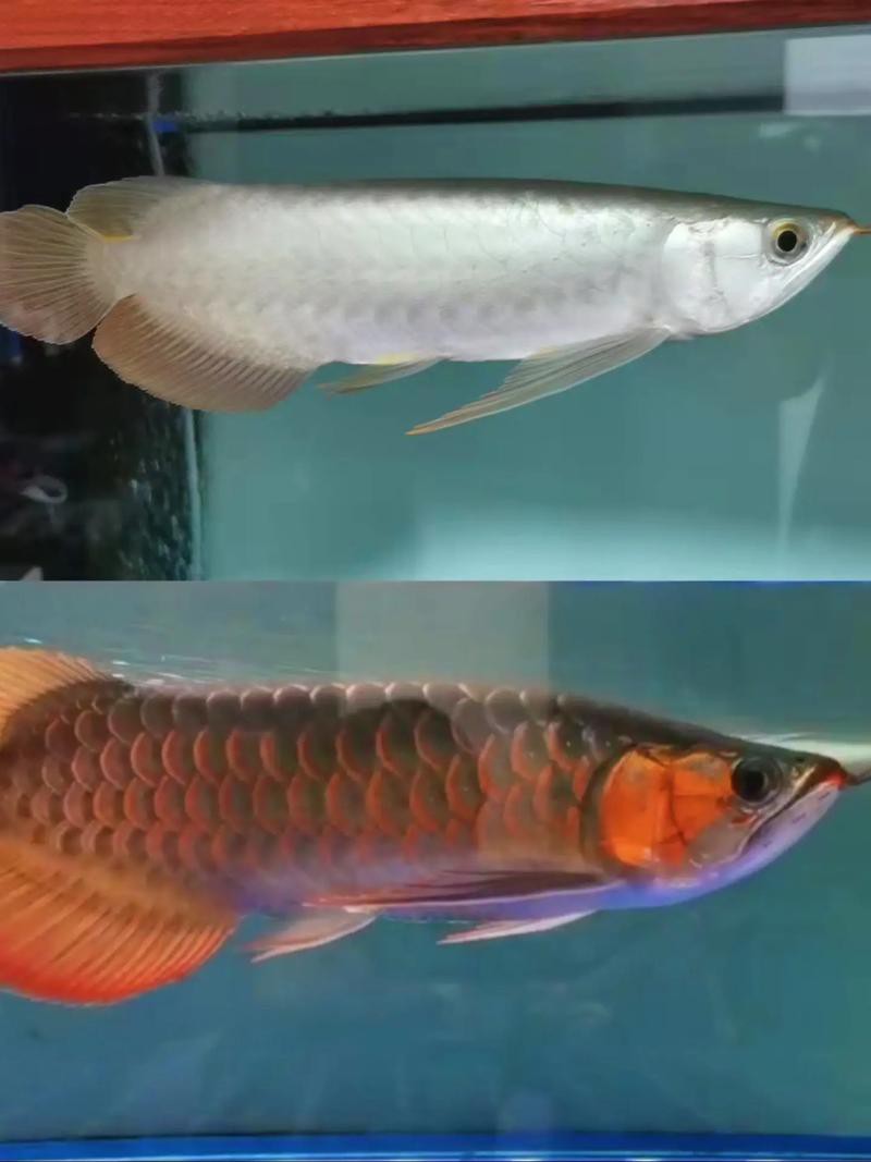 給我?guī)讖埐煌嵌鹊木G皮紅龍圖片