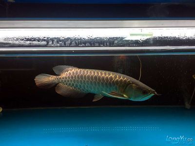 金龍魚和其他魚混養（關于金龍魚混養的詳細信息）