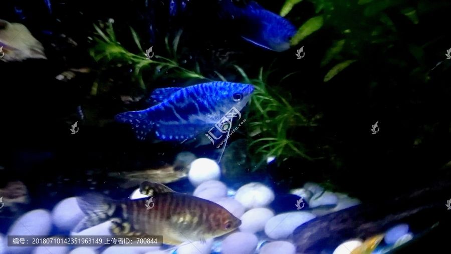 黃藍曼龍魚可以和什么魚一起養：黃藍曼龍魚可以與哪些魚一起養