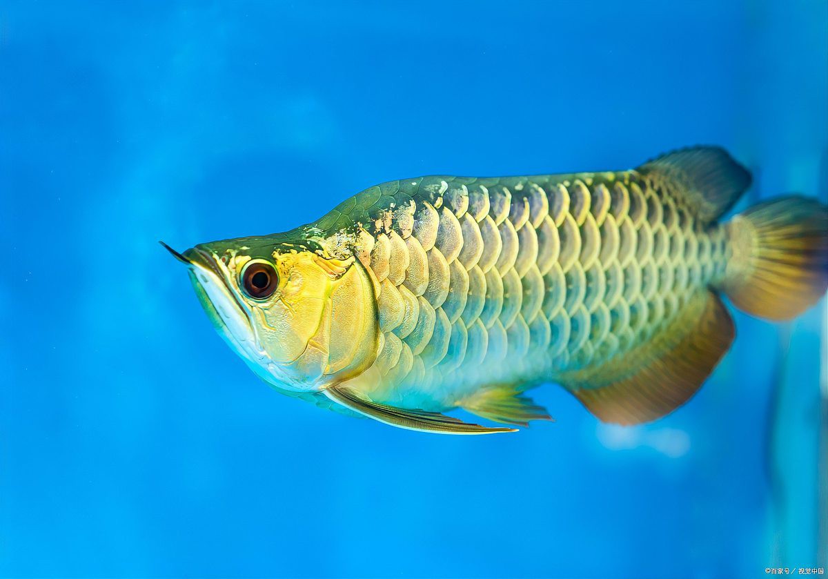 戰船魚和金龍魚能不能混養一起喂魚