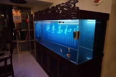 養龍魚的魚缸里能放清道夫嗎：養龍魚的魚缸里能放清道夫嗎？