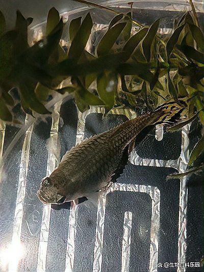 使用隔離喂食法時，需要多久換一次水？ 使用隔離喂食法時，需要多久換一次水？ 龍魚百科 第1張