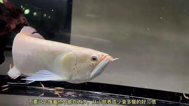 如何判斷過背龍魚是否吃飽？
