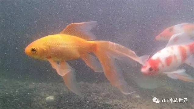 觀賞魚缸水渾怎么辦（觀賞魚缸水渾怎么辦,觀賞魚缸水渾是一個常見的問題）