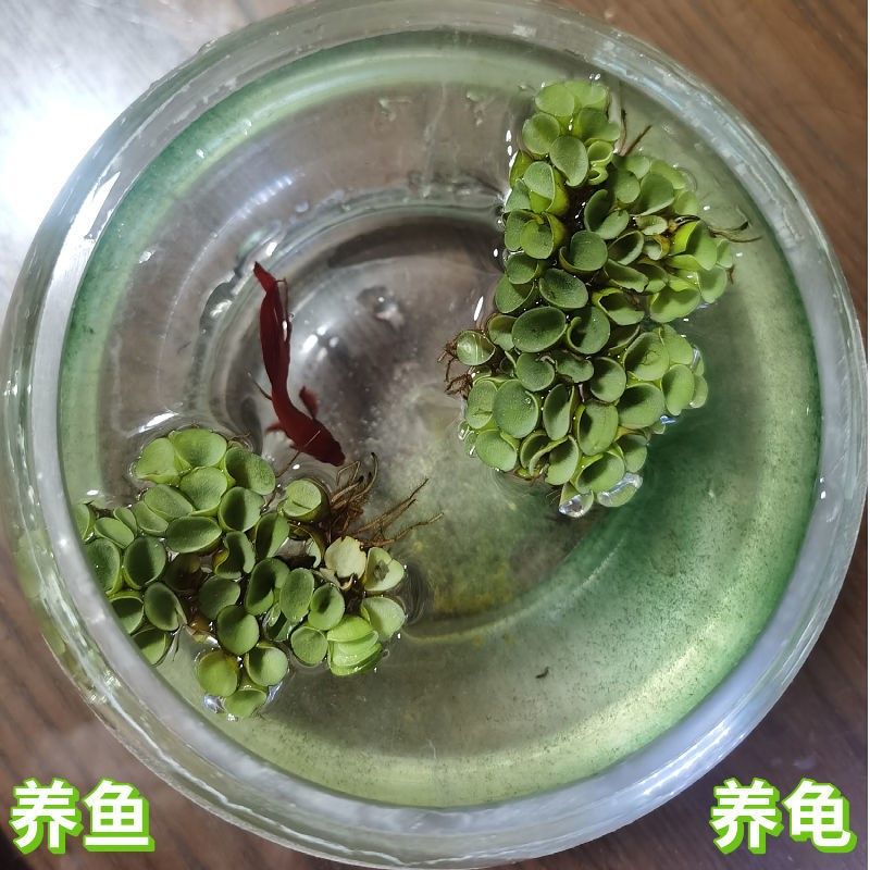 葫蘆魚缸造景（水葫蘆的生態價值）