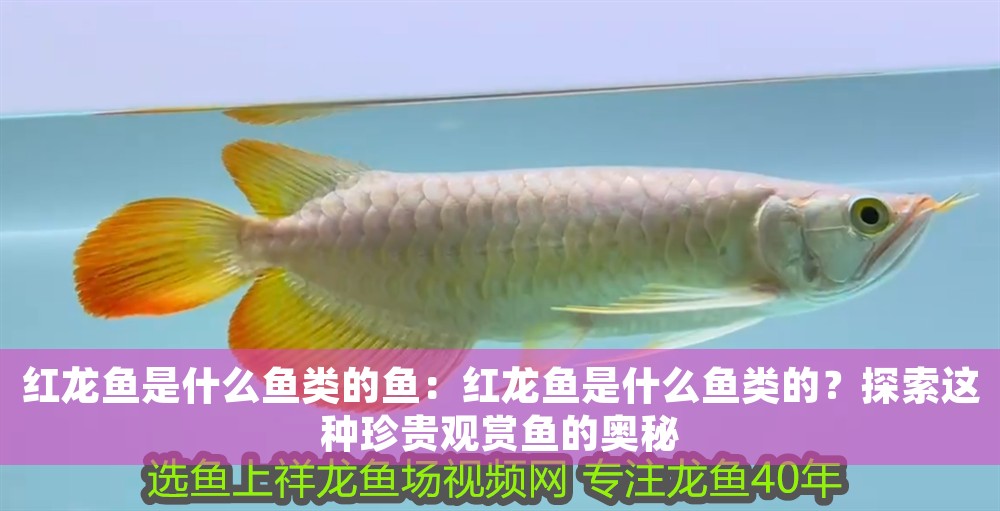 紅龍魚是什么魚類的魚：紅龍魚是什么魚類的？探索這種珍貴觀賞魚的奧秘 紅龍魚是什么魚類的魚：紅龍魚是什么魚類的？探索這種珍貴觀賞魚的奧秘 龍魚百科 第1張