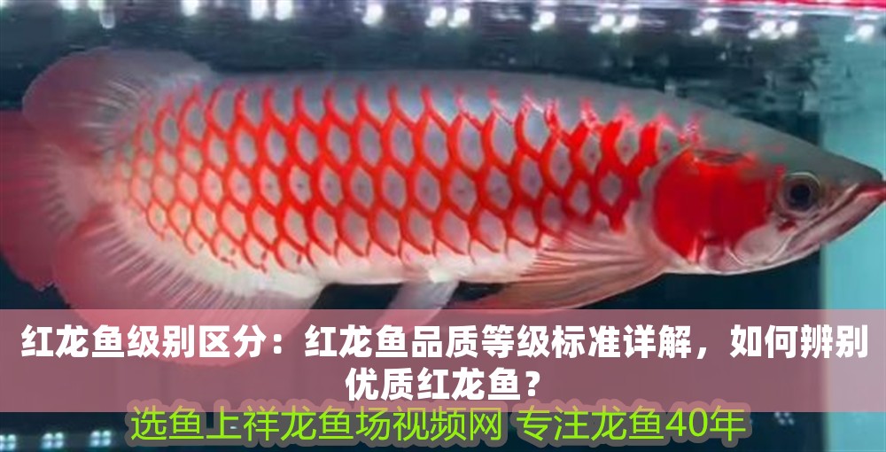 紅龍魚級別區分：紅龍魚品質等級標準詳解，如何辨別優質紅龍魚？