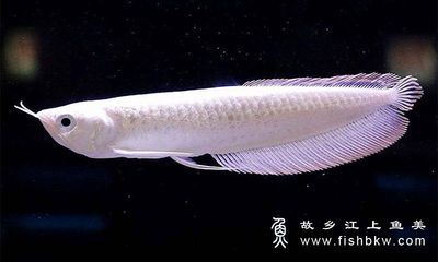 龍魚全身長白點是什么原因：龍魚全身長白點是怎么回事