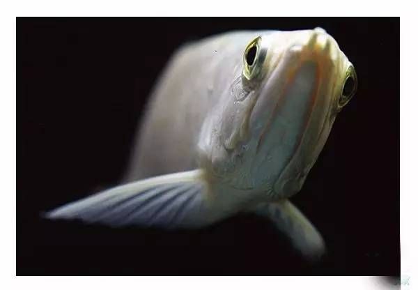 龍魚全身長白點是什么原因：龍魚全身長白點是怎么回事