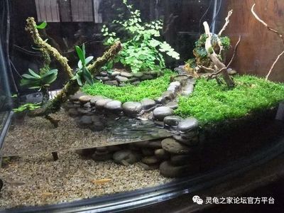 哈爾濱二手魚缸出售信息自制魚缸diy教程：二手魚缸交易注意事項(xiàng)自制魚缸diy教程 哈爾濱二手魚缸出售信息自制魚缸diy教程：二手魚缸交易注意事項(xiàng)自制魚缸diy教程 魚缸百科 第3張